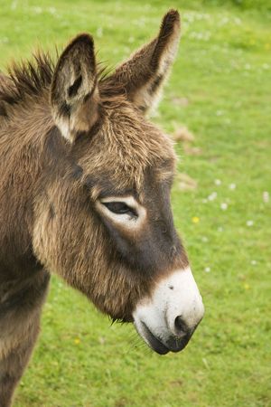 head of a brown donkeyの写真素材
