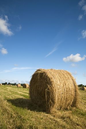 harvest of dry grass for animal foodの写真素材
