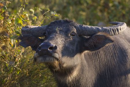 Head of a buffaloの写真素材