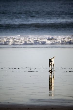 tramping white dog at the beach の写真素材