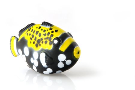 Tropical black yellow and white fish