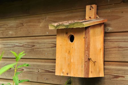 bird outdoor at wooden wall