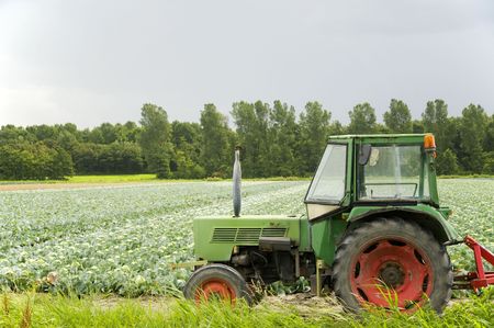 agriculture landscape with cabbages and tractor in front
