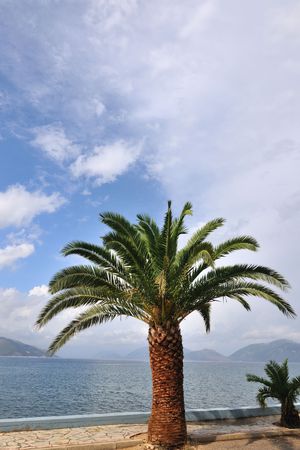 Tropical palm tree at the coastの写真素材