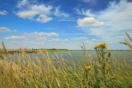 Landscape with flowers sea and horizonの写真素材