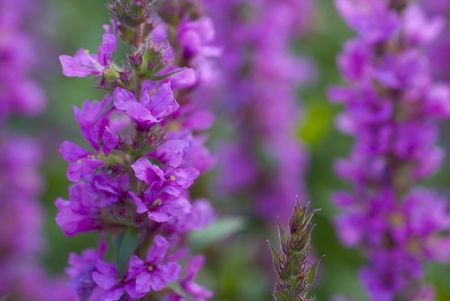 Purple flowers in nature outdoorの写真素材