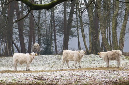 Natural grazing cows in forestの写真素材