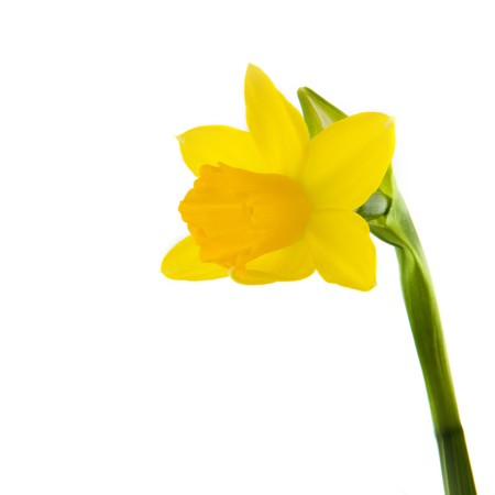 Isolated yellow Daffodil in springの写真素材