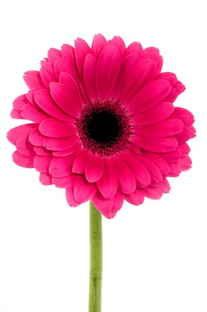 isolated pink single gerberの写真素材