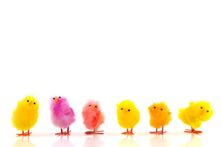 Colored easter chickens isolated over whiteの写真素材