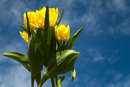 Yellow tulips with blue skyの写真素材