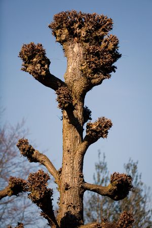 Truncated lime treeの写真素材