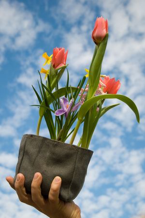 Spring flower bulbs high in the air の写真素材