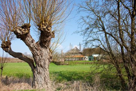 Farmhouse with pollard willows in Dutch landscapeの写真素材