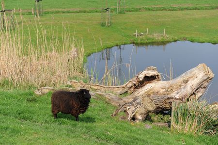 Black sheep in nature landscape with lakeの写真素材