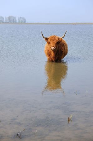 Highland cattle in waterの写真素材