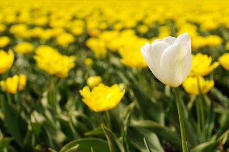 Yellow tulips with one standing out from the crowdの写真素材
