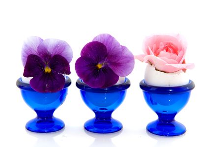 Pink rose and purple violins in blue egg cups 