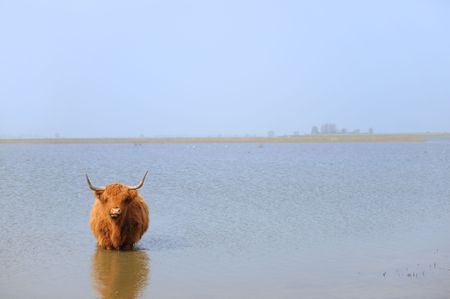 scottish Highlander in river waterの写真素材