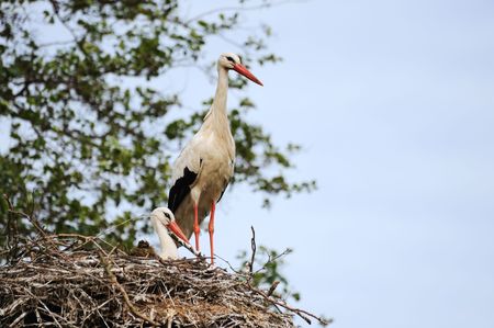 couple storks on the nestの写真素材