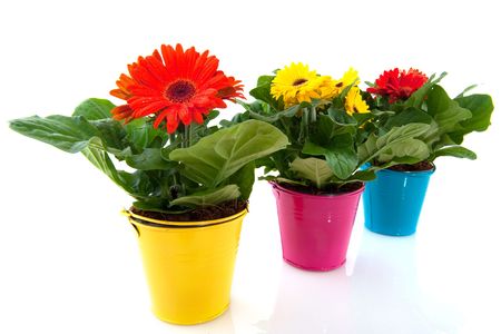 Colorful Gerber in little buckets isolated over whiteの写真素材