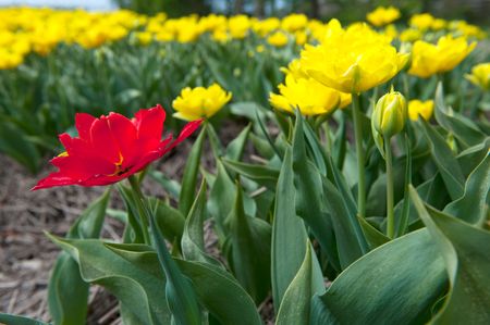 Tulips in the Noord-Oostpolder in Holland landscape