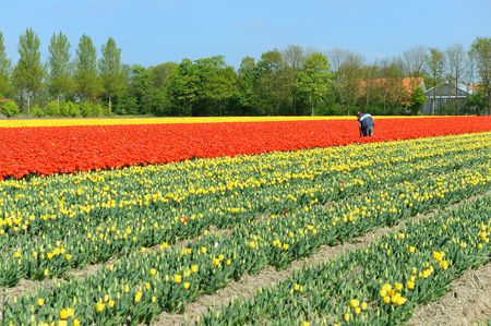 Farmer in the flower bulbs fields in the Netherlandsの写真素材