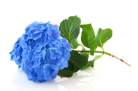 Blue French Hydrangea with leaves isolated over whiteの写真素材