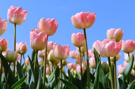 Pink tulips in the fields in Hollandの写真素材