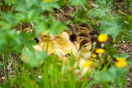 Many little ducks together in natureの写真素材