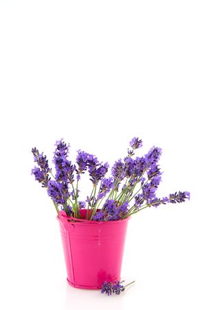 Bouquet Lavender in pink metal bucket isolated over whiteの写真素材