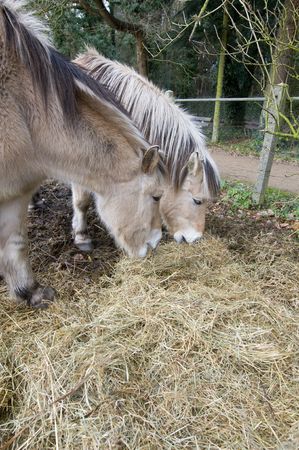 Two winter horses eating hay