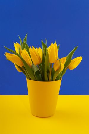 Yellow tulips with blue and yellow backgroundの写真素材