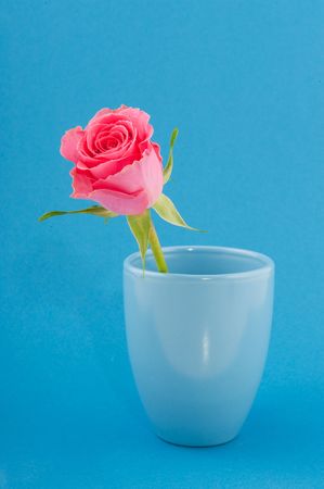 Simple arrangement with one pink rose in blueの写真素材