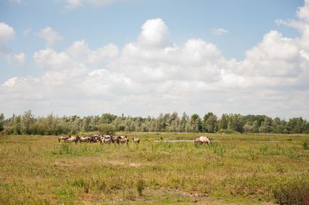Flock wild horses in grass landscape in summerの写真素材