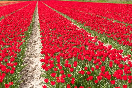 Dutch tulips in landscape with flower bulbsの写真素材