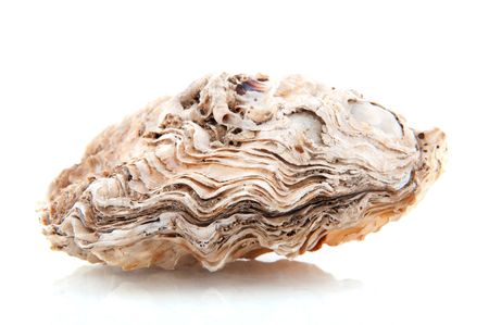 Closed oyster as animal body isolated over whiteの写真素材