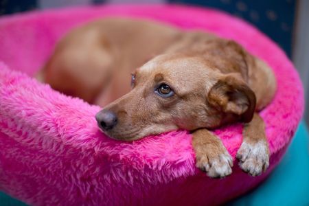 Cute brown female dog in pink basketの写真素材