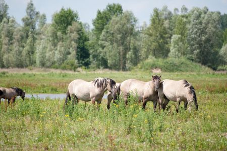 Wild horses in Dutch landscape the Millingerwaardの写真素材