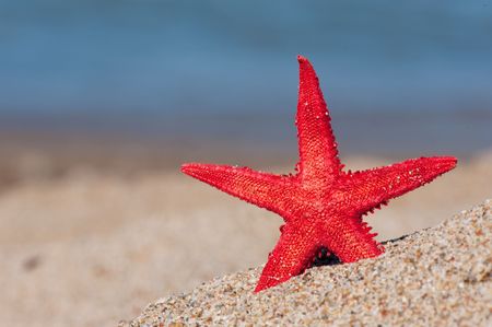 Red starfish in the sand dunes at the beachの写真素材