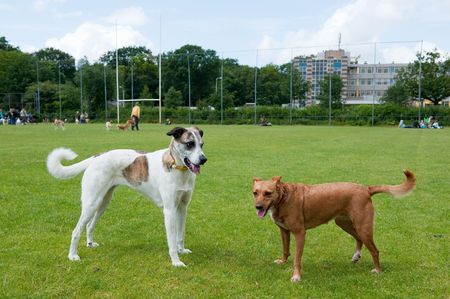 Podenco dogsの写真素材