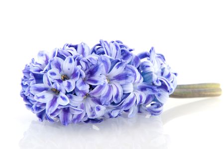 Blue Hyacinth in spring isolated over whiteの写真素材