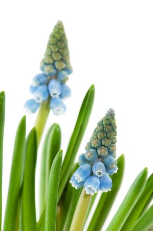 Blue common grape hyacinths in spring and macroの写真素材