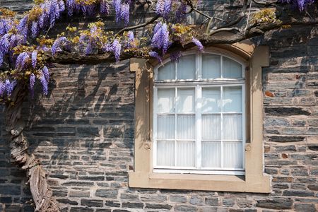 Blue wisteria on a house with windowの写真素材