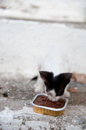 Giving food to the little Greek black and white catの写真素材