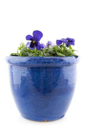 Pansies in blue pot isolated over whiteの写真素材