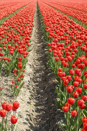 Landscape with red tulips in the fieldsの写真素材