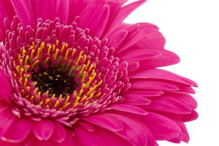 Pink Gerber in detail on white backgroundの写真素材