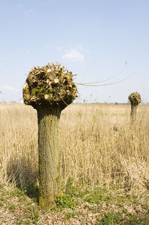 Dutch knotted willow tree in vertical landscapeの写真素材