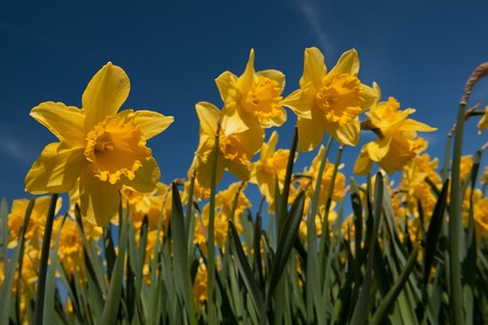 Yellow Daffodils in front of a blue skyの写真素材
